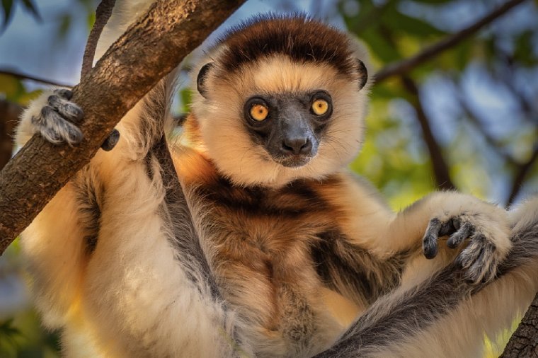 012 Berenty, verreauxsifaka.jpg